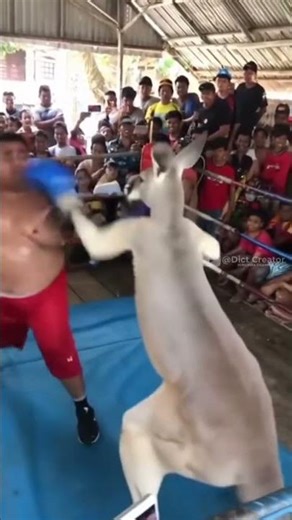 GOKIL VIDEO AI PERTARUNGAN TINJU 🤣siapakah yang menang?🤣 #reels #funny #meme #fypシ #ai #tinju