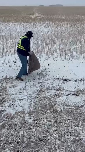 5.7K views · 90 reactions | The first snowfall of the season brought...