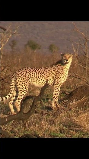 Lovely Cheetah Chirping in the Savanna | Acinonyx jubatus Sounds