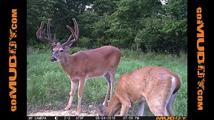 MUDDY PRO CAM 20 ▪️HD Video w/ Sound ▪️.6sec Trigger Speed ▪️70ft Detection Range ▪️10,000 Photo Battery Life ▪️Photoburst/Timelapse Options ▪️Lifelike Bark Camo Pattern ▪️Blue LED Screen ▪️Crystal Clear 20mp Photos 🔥BUY 3 GET 1 FREE🔥 SHOP NOW; http://bit.ly/ProCamSale | Muddy Outdoors