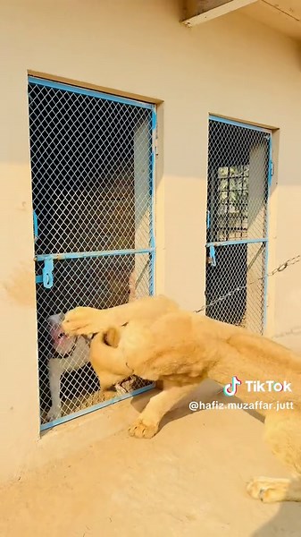 Who is Danger? Insights into the Mystery Lover from Dera Sheranwala