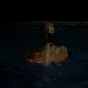 Bob the flamingo filmed slow motion while taking his bath....#vetdoest #fundashondierenonderwijscariben #flamingo #bobtheflamingo#curacao#bird#conservation#educationbirds | Veterinary Practice Doest