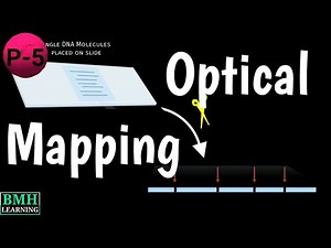 Optical Mapping | Genome Optical Mapping | Restriction Mapping |