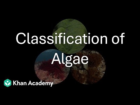 Classification of Algae | Plant Kingdom | Grade 11 | Biology | Khan Academy
