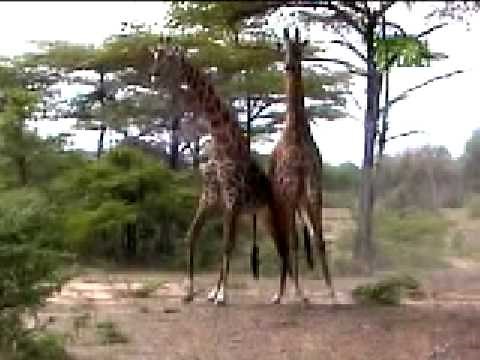 Giraffe Fight