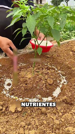 The fertilizer that won't burn your roots 🌱✨