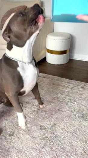 This might be the coolest package Hippo’s ever received 🤩 and it arrived just in time for his birthday 🎉 DC sent us a “Krypto Saves the Day” box inspired by Krypto the Superdog, and it’s made for dogs to open using their paws. Hippo pulled the rope to open the box and found so many fun superhero toys plus the cutest little red cape! Now he’s ready to save the day! Do you like his Krypto cape? #KryptoSavesTheDay @DCOfficial #gifted #prpackage #americanbully #bullybreeds #doglove #funnydog #dogp