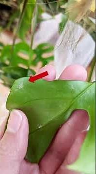 Thrips - How to identify and deal with them