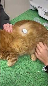 Applying a Freestyle Libre