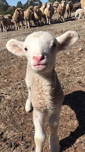 Sweet Baby Lamb Sounds: Adorable Sheep Cries & Cuteness Overload