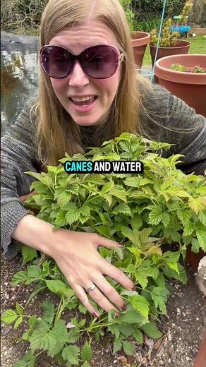 How To Fertilize Raspberries In Containers