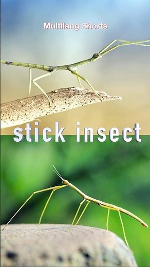 What’s a Stick Insect? 🌿 Learn Insect Names!