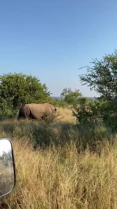 86K views · 1.3K reactions | A white rhino bull sprays urine while crossing the path, as a form of scent marking to establish and reinforce boundaries 憐  Guide Ryan | Jabulani Safari | Facebook