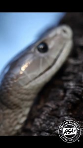 426K views · 5.8K reactions | The iconic Black Mamba. This is the...