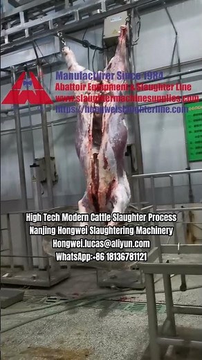 Onsite video of high tech modern cattle abattoir slaughter process beef plant processing machinery