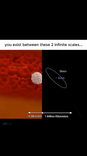 You exist between these 2 infinite scales...