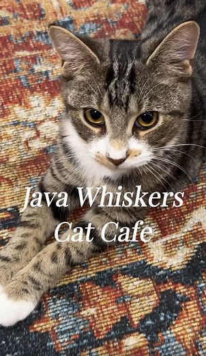 Had the best time visiting Java Whiskers Cat Cafe in London! | Girls and Their Cats