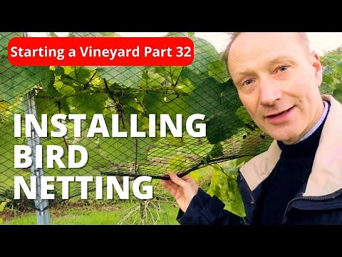 How I INSTALLED Bird Netting in Your Vineyard (and Why You Should)