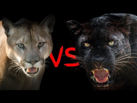 Puma vs Panther - Battle of Stealth and Strength