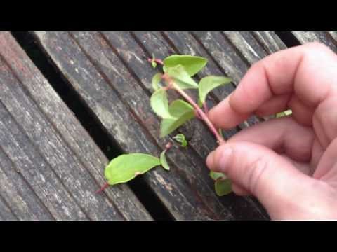 Taking Fuchsia Cuttings