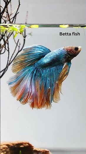 Starting an Aquarium? Try These 8 Beginner-Friendly Fish