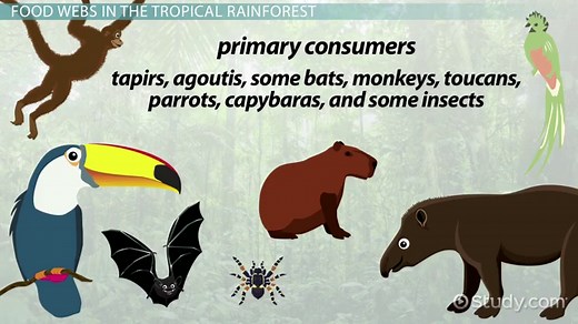 Tropical Rainforest Food Web | Overview & Consumers