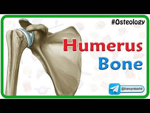 Humerus bone osteology Animation : Bony mandmarks, Development and Clinical anatomy 🦴🦴🦴