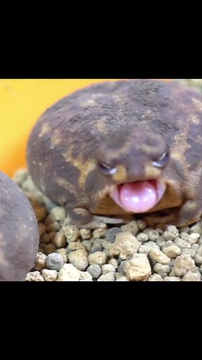 Adorable Desert Rain Frog Yawning and Waving Goodbye 🐸