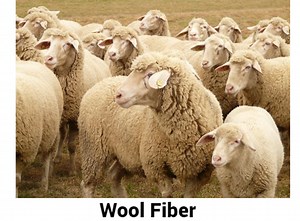 Wool Fiber