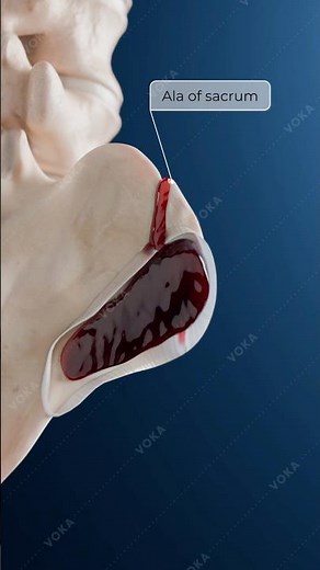 Zone 1 Sacral Fracture: Pelvic Trauma, Nerve Involvement & Treatment | 3D Medical Animation