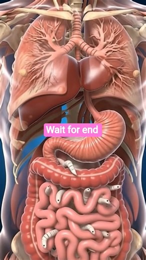Digestive System in Action | Realistic 3D Animation ofFood Digestion