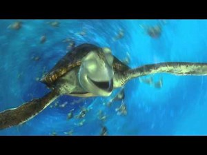 Finding Nemo 3D | Tv Spot | Nederlandse versie Dutch HD