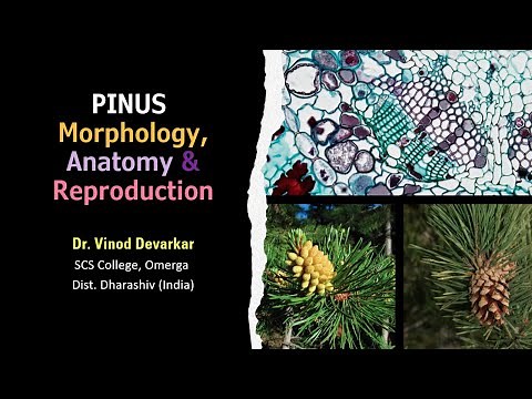 Pinus Morphology, Anatomy & Reproduction by Dr. V. D. Devarkar