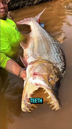 The Goliath Tigerfish (Hydrocynus goliath) #goliathtigerfish #tigerfish #facts #animals #5fact#video