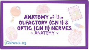 Anatomy of the olfactory (CN I) and optic (CN II) nerves: Video, Causes, & Meaning | Osmosis