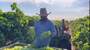 295K views · 8.4K reactions | Así se cosecha la uva de cañería  por cuadrilla de 3 personas $20 dlls por cajón | Marce Vazquez | Facebook