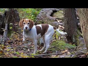 Beagle dog breeds ( facts of the hunting dog, dog training tips)