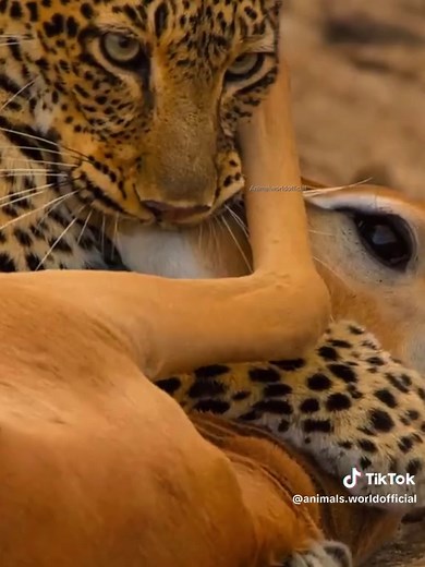 Understanding Leopards: Anatomy and Behavior