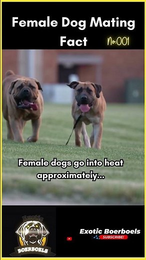 Dog Mating Facts : Understanding Female Dog Reproduction #boerboelpuppy