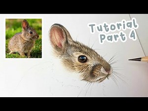 How to Draw a Realistic Bunny Rabbit | Bunny Rabbit Coloured Pencil Tutorial Part 4