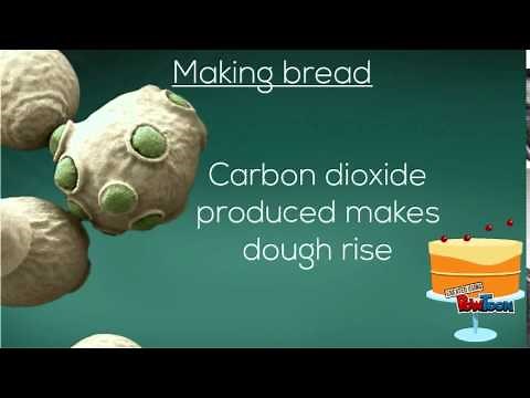 Microorganisms and their use in Industry -National 4