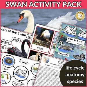 Swan Life Cycle Parts of a Swan Types Facts Montessori Nomenclature 3 Part Cards