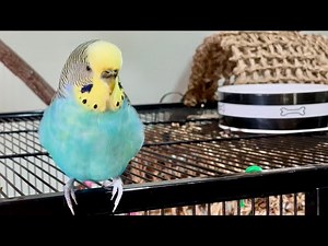 Talking Budgie Parakeet Chats and Sings for 30 Minutes