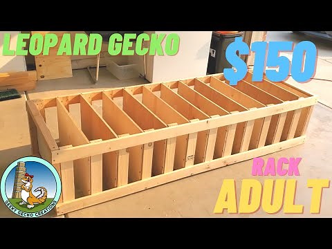 How to build a LEOPARD gecko RACK | $150 | ADULT | (2021)