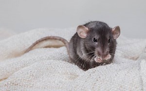 Rat Noises: 8 Common Rat Sounds & The Meaning Behind Them (Videos)