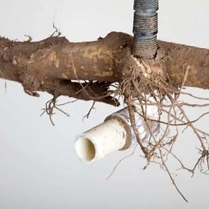 Best Root Killer for Sewer Lines (2024 Update)