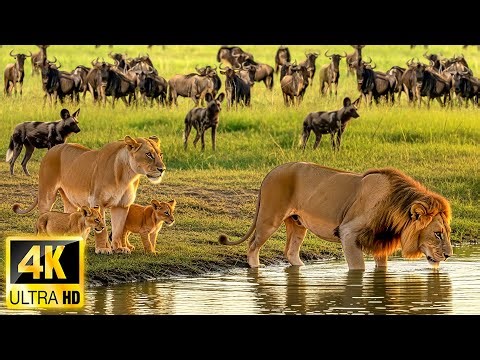 World Wildlife in 4K: Surviving Africa’s Harshest Wilderness with Real Sounds & Relaxing Music
