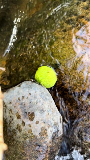 Discovering the Osage Orange: Nature's Unique Fruit