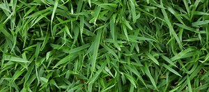 How to Care for Zoysia Grass