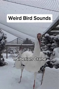 Weird Bird Sounds: 11 Strange Bird Calls You Must Hear
